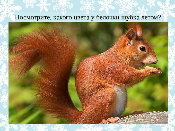 Презентация "Как животные готовятся к зиме?"