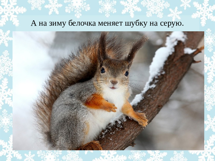 Презентация "Как животные готовятся к зиме?"
