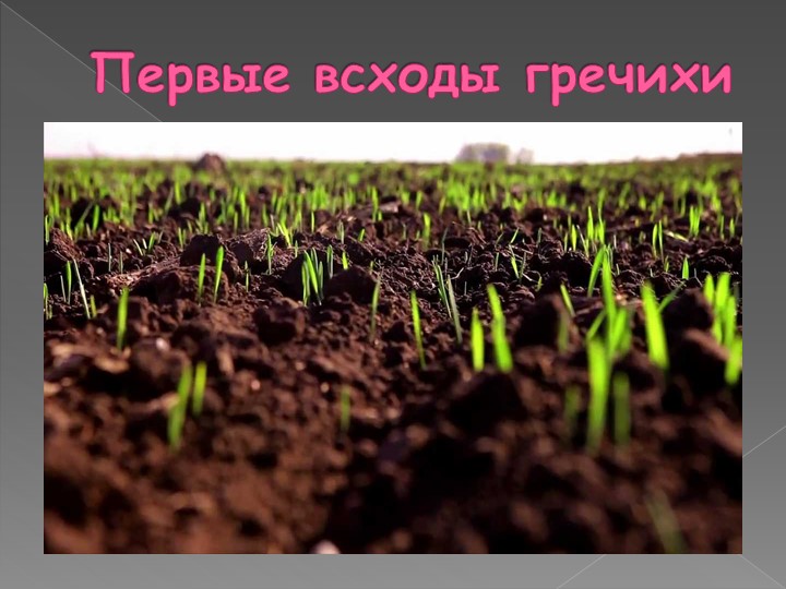 Презентация на тему: "Каша - матушка наша".