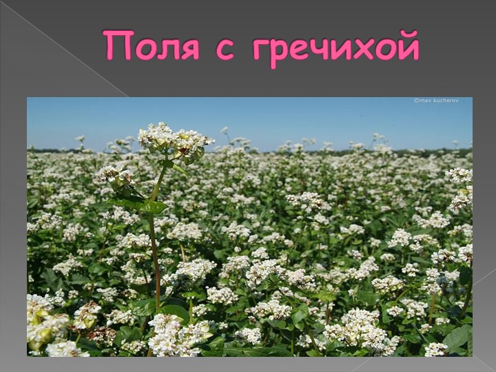 Презентация на тему: "Каша - матушка наша".
