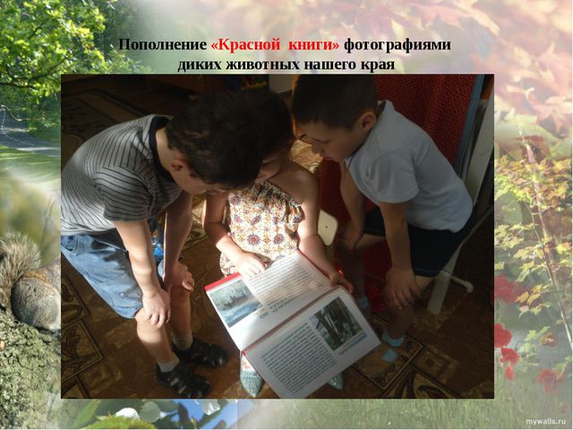 Дикие животные моего края. Презентация экологического проекта в ДОУ