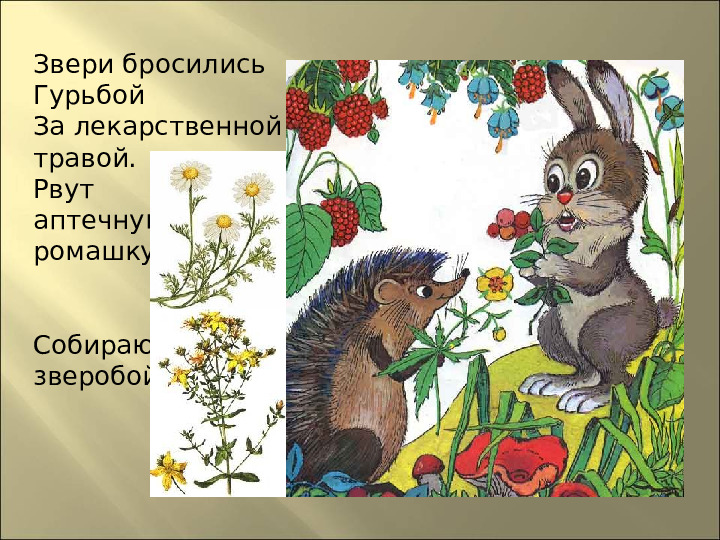 Презентация : "Сказки про лекарственные растения"