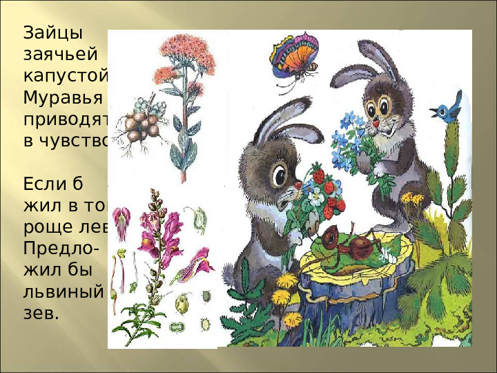 Презентация : "Сказки про лекарственные растения"
