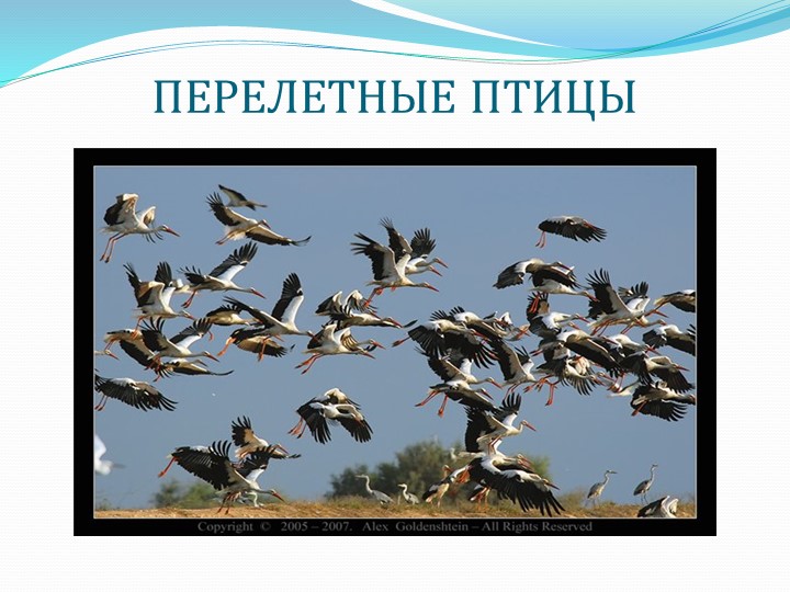 Презентация " Перелетные птицы"
