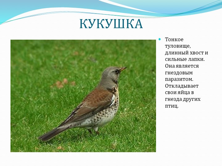 Презентация " Перелетные птицы"