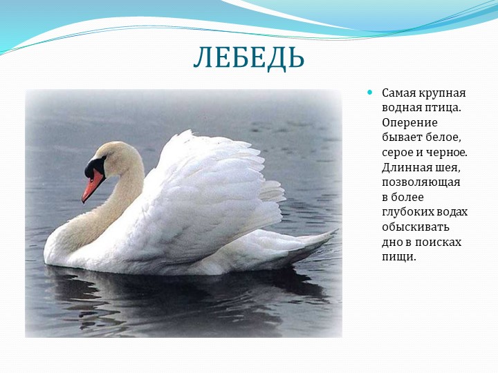 Презентация " Перелетные птицы"