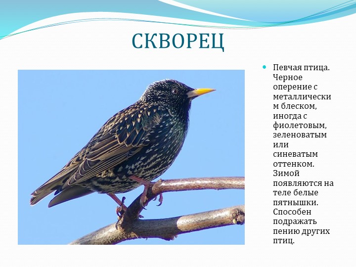Презентация " Перелетные птицы"