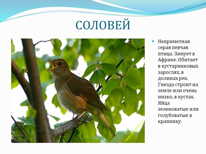 Презентация " Перелетные птицы"