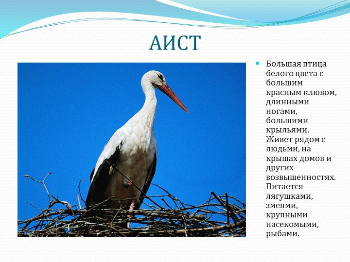 Презентация " Перелетные птицы"