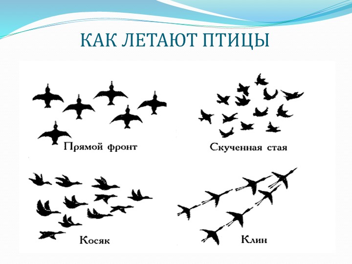 Презентация " Перелетные птицы"