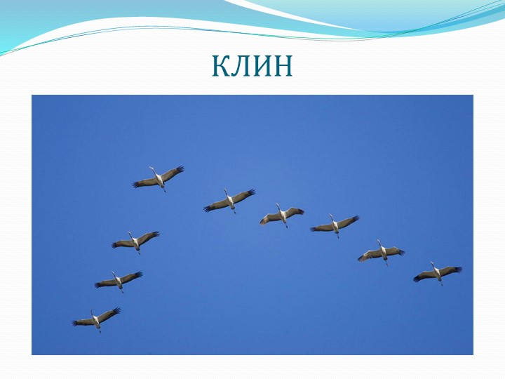 Презентация " Перелетные птицы"