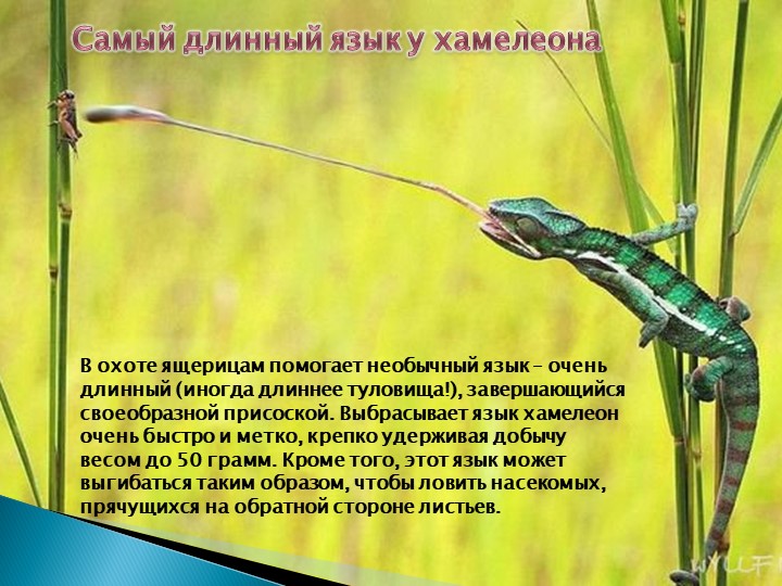 Презентация для подготовительной группы "Животные - рекордсмены"