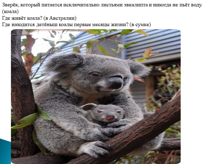 Презентация для подготовительной группы "Животные - рекордсмены"