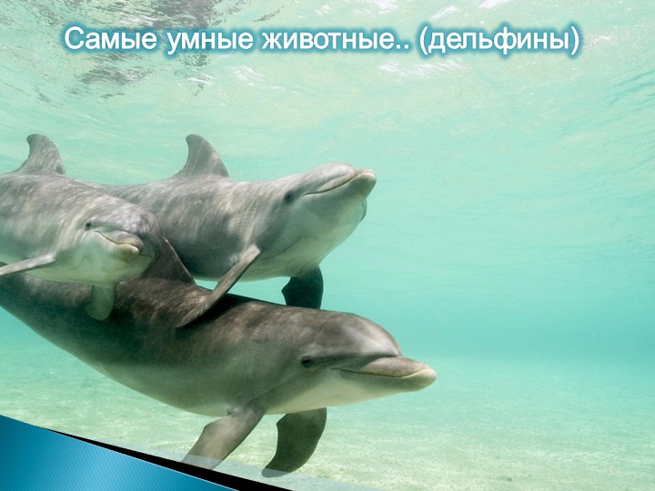 Презентация для подготовительной группы "Животные - рекордсмены"