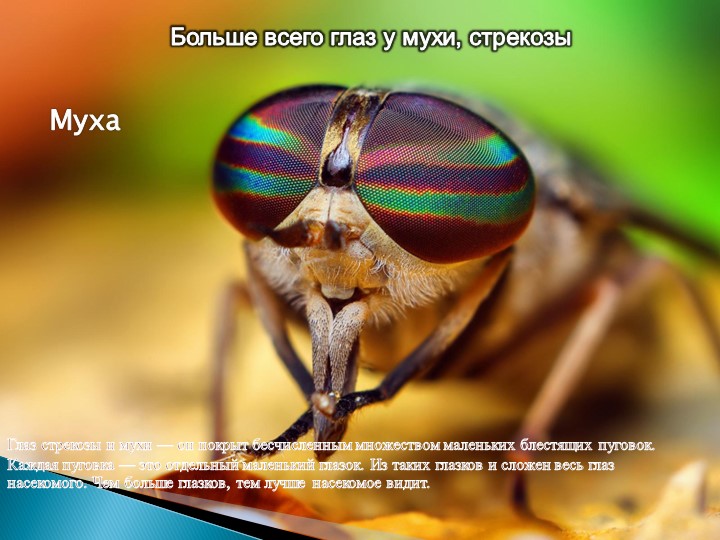 Презентация для подготовительной группы "Животные - рекордсмены"