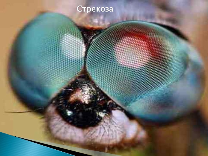 Презентация для подготовительной группы "Животные - рекордсмены"