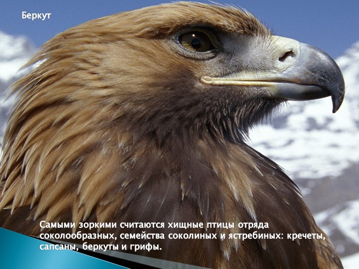 Презентация для подготовительной группы "Животные - рекордсмены"
