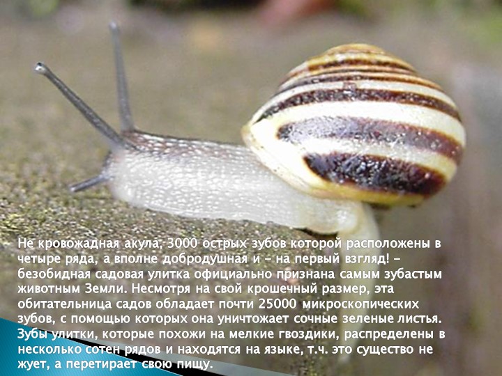 Презентация для подготовительной группы "Животные - рекордсмены"