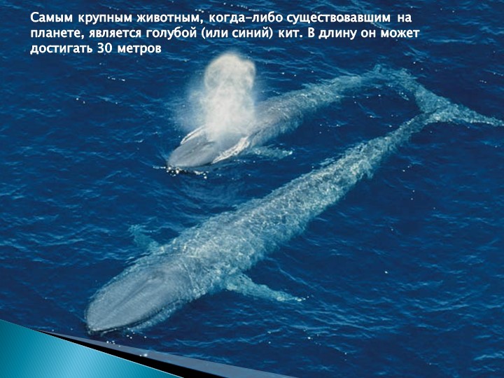 Презентация для подготовительной группы "Животные - рекордсмены"