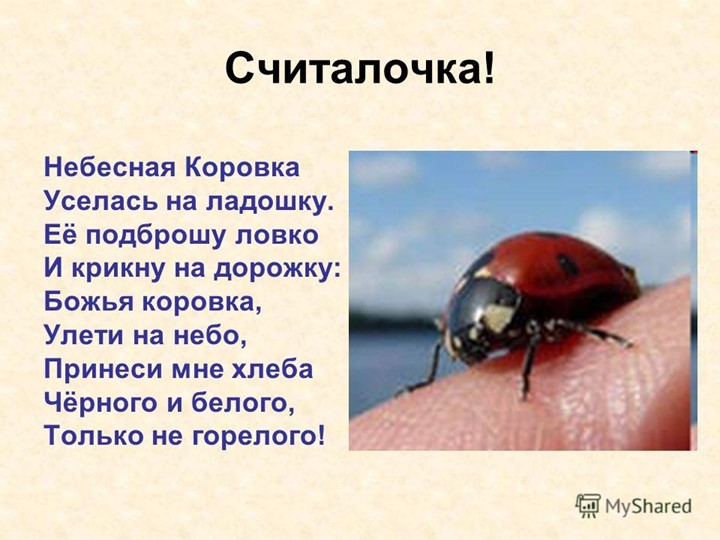 Презентация для подготовительной группы "Божья коровка"