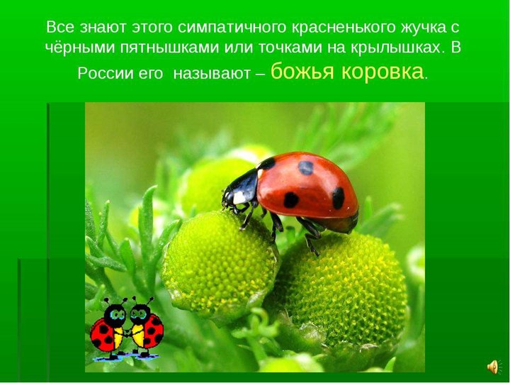 Презентация для подготовительной группы "Божья коровка"