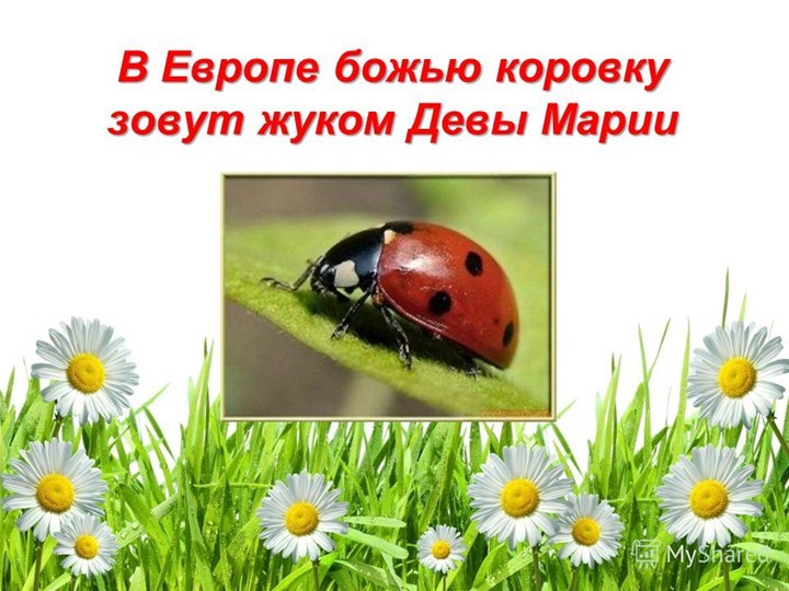 Презентация для подготовительной группы "Божья коровка"