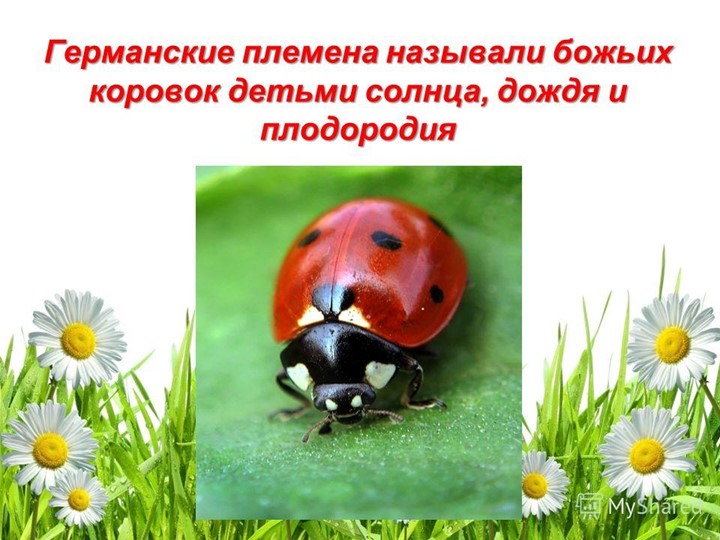 Презентация для подготовительной группы "Божья коровка"