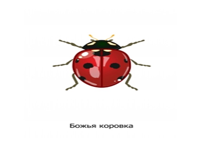 Презентация для подготовительной группы "Божья коровка"