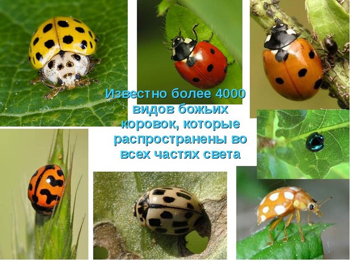 Презентация для подготовительной группы "Божья коровка"