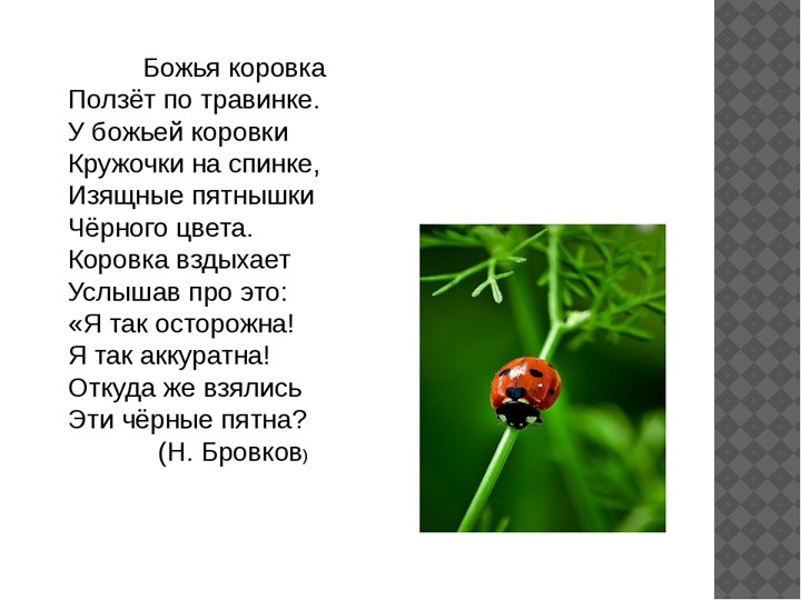 Презентация для подготовительной группы "Божья коровка"