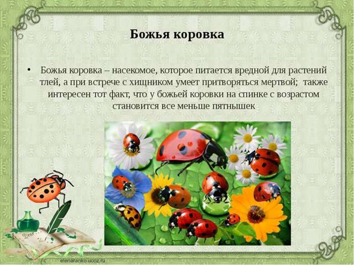 Презентация для подготовительной группы "Божья коровка"