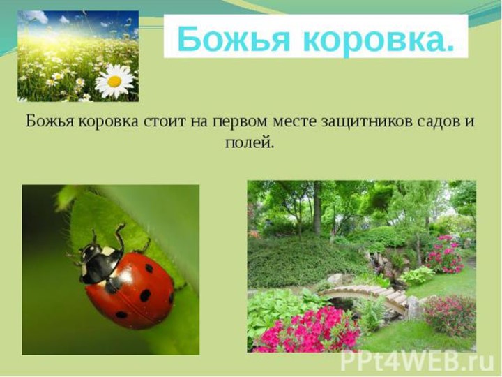 Презентация для подготовительной группы "Божья коровка"