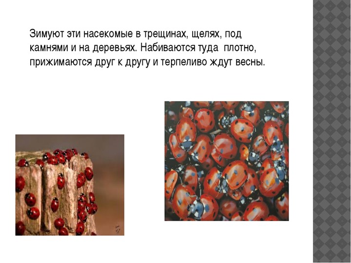 Презентация для подготовительной группы "Божья коровка"