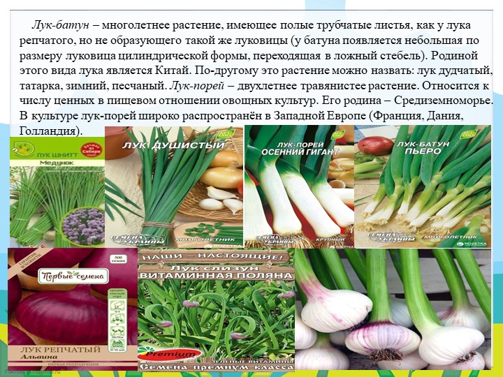 Экологический проект в подготовительной группе "Огород круглый год"