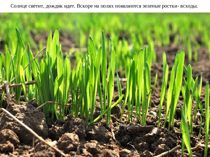 Презентация для подготовительной группы "Хлеб-наше богатство"