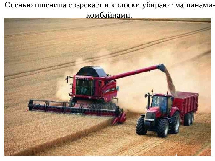 Презентация для подготовительной группы "Хлеб-наше богатство"