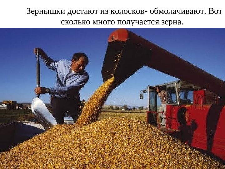 Презентация для подготовительной группы "Хлеб-наше богатство"