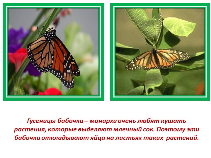 Презентация по познавательному развитию (экология)
