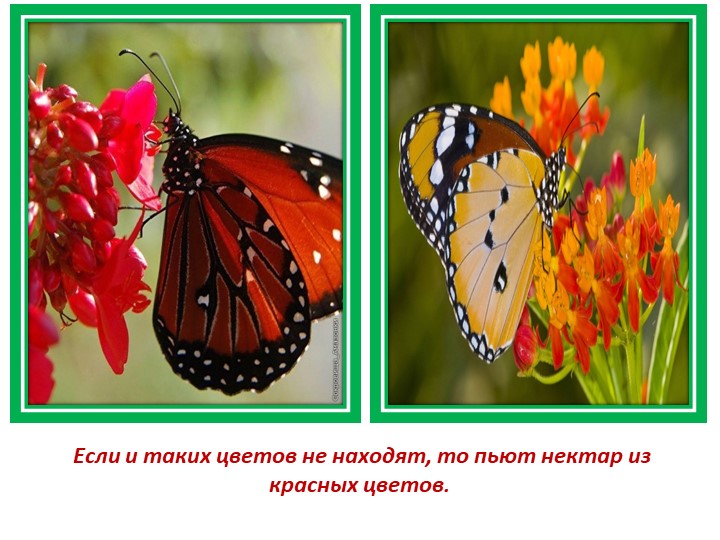 Презентация по познавательному развитию (экология)