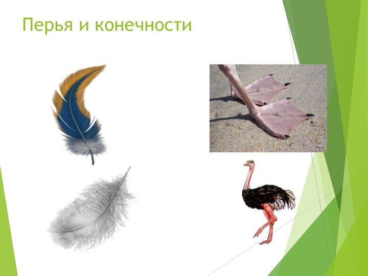 Презентация на тему "Птицы"