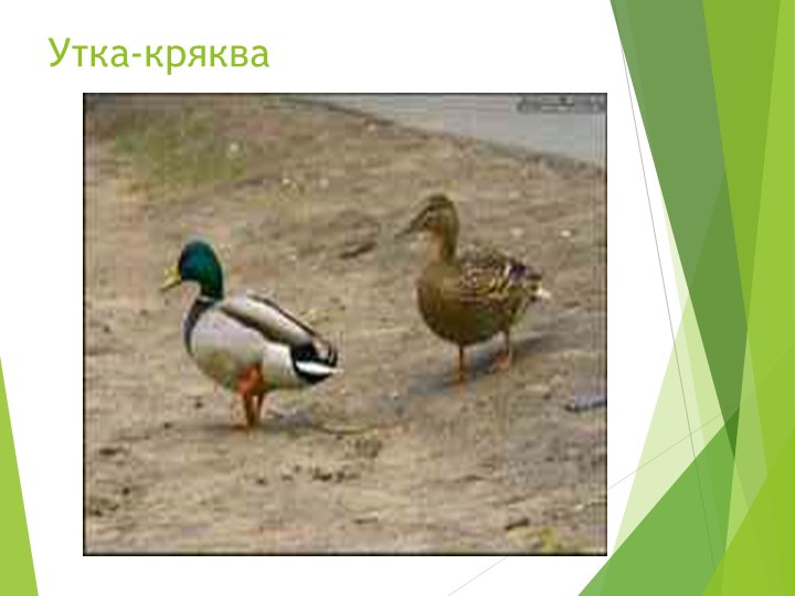Презентация на тему "Птицы"