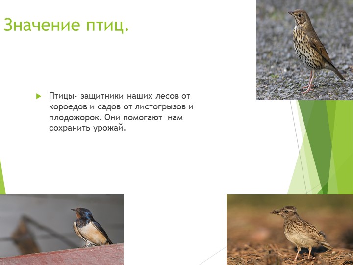 Презентация на тему "Птицы"