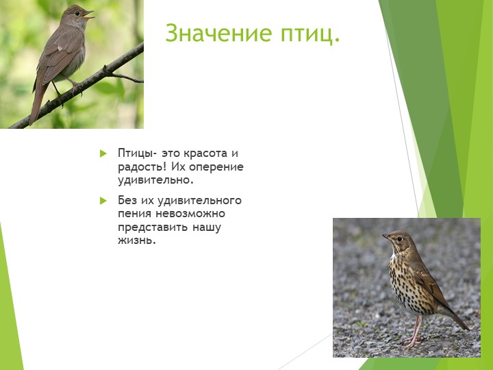 Презентация на тему "Птицы"