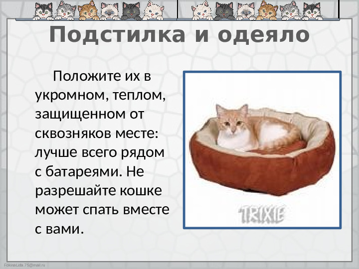 Презентация "Как ухаживать за кошками"