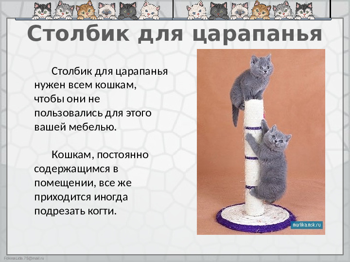 Презентация "Как ухаживать за кошками"