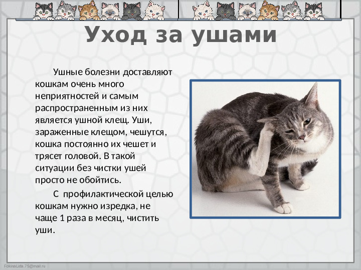 Презентация "Как ухаживать за кошками"