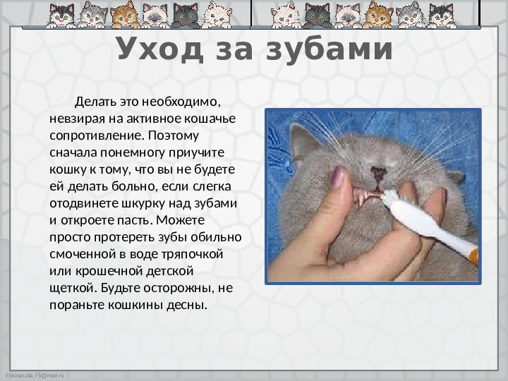 Презентация "Как ухаживать за кошками"