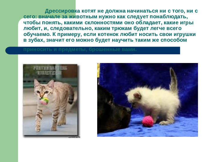 Презентация исследовательской работы "Как дрессировать кошек"