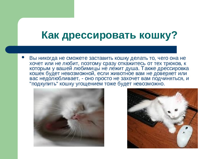 Презентация исследовательской работы "Как дрессировать кошек"
