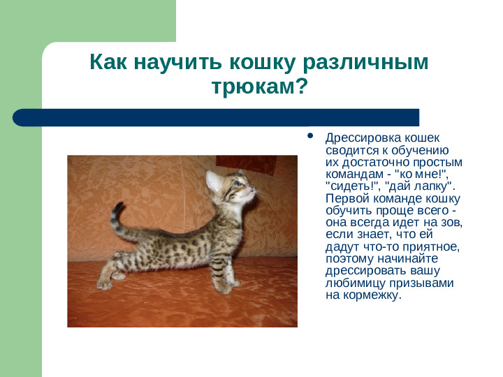 Презентация исследовательской работы "Как дрессировать кошек"